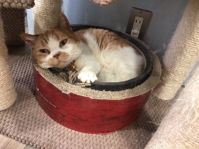 桃谷 猫カフェのお店をご紹介 Pathee パシー