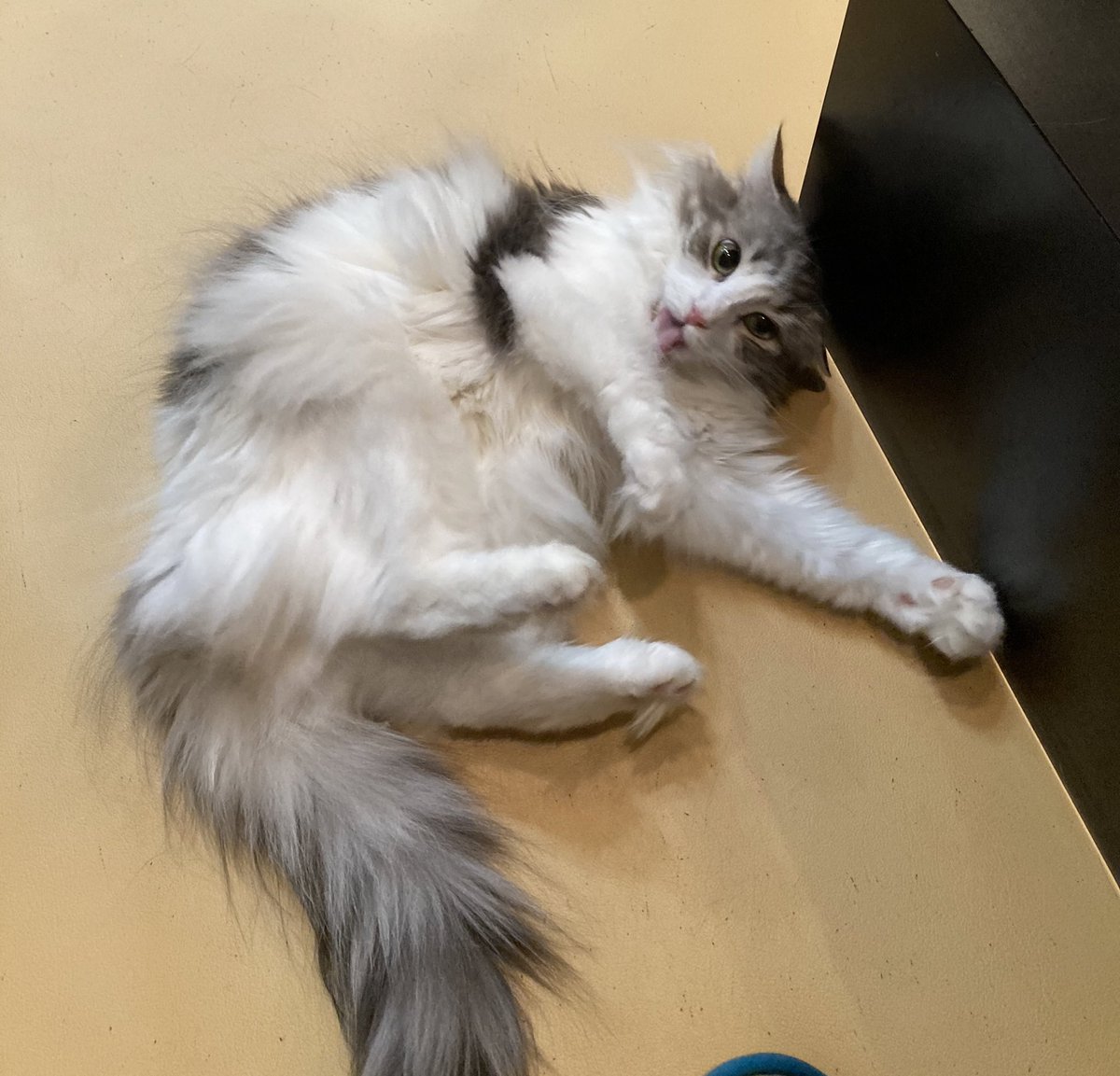 はりこママ おおまえちゃん おおまえなう 猫アレルギーだけど猫ちゃん 私の好きな奈良の猫カフェの推しメンを抱きしめたい だっこ禁止だから叶わないけど こんなに誘惑してくるのに