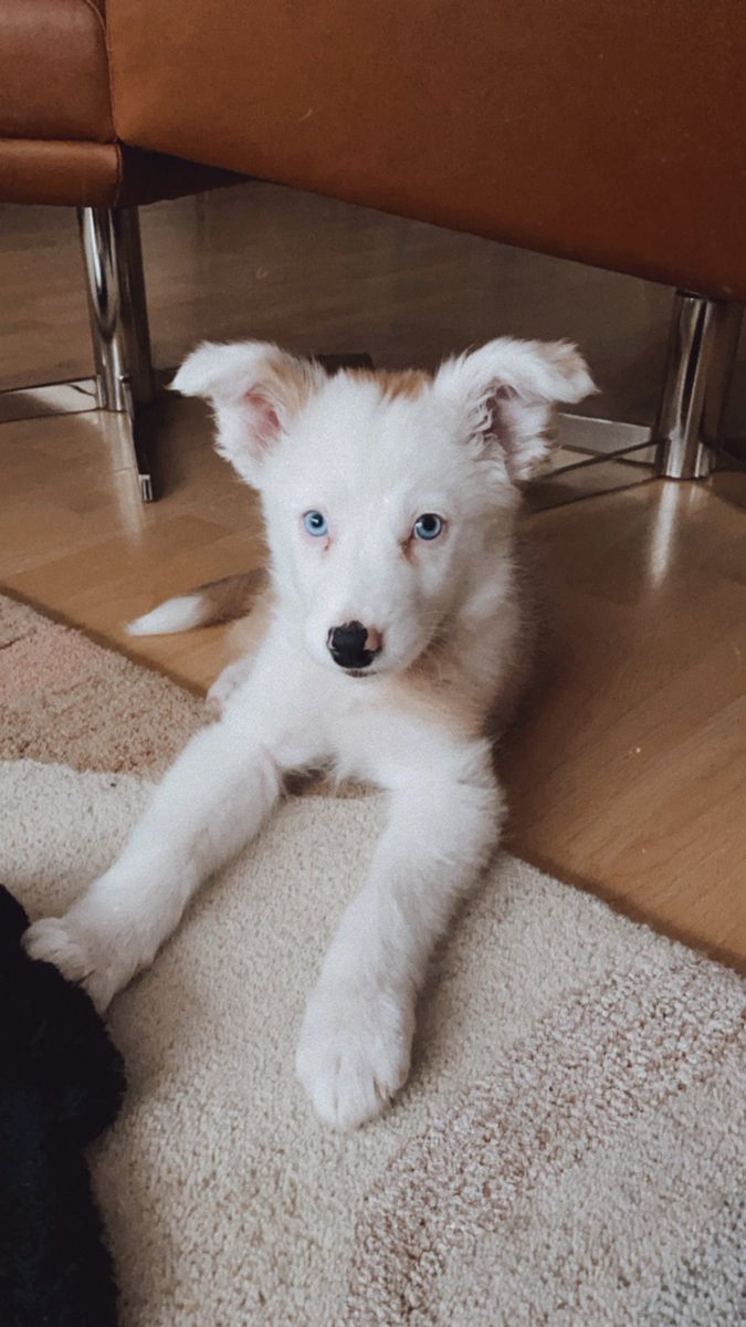 Me tiene muy enamorada Buna !!! 😍😋🐶