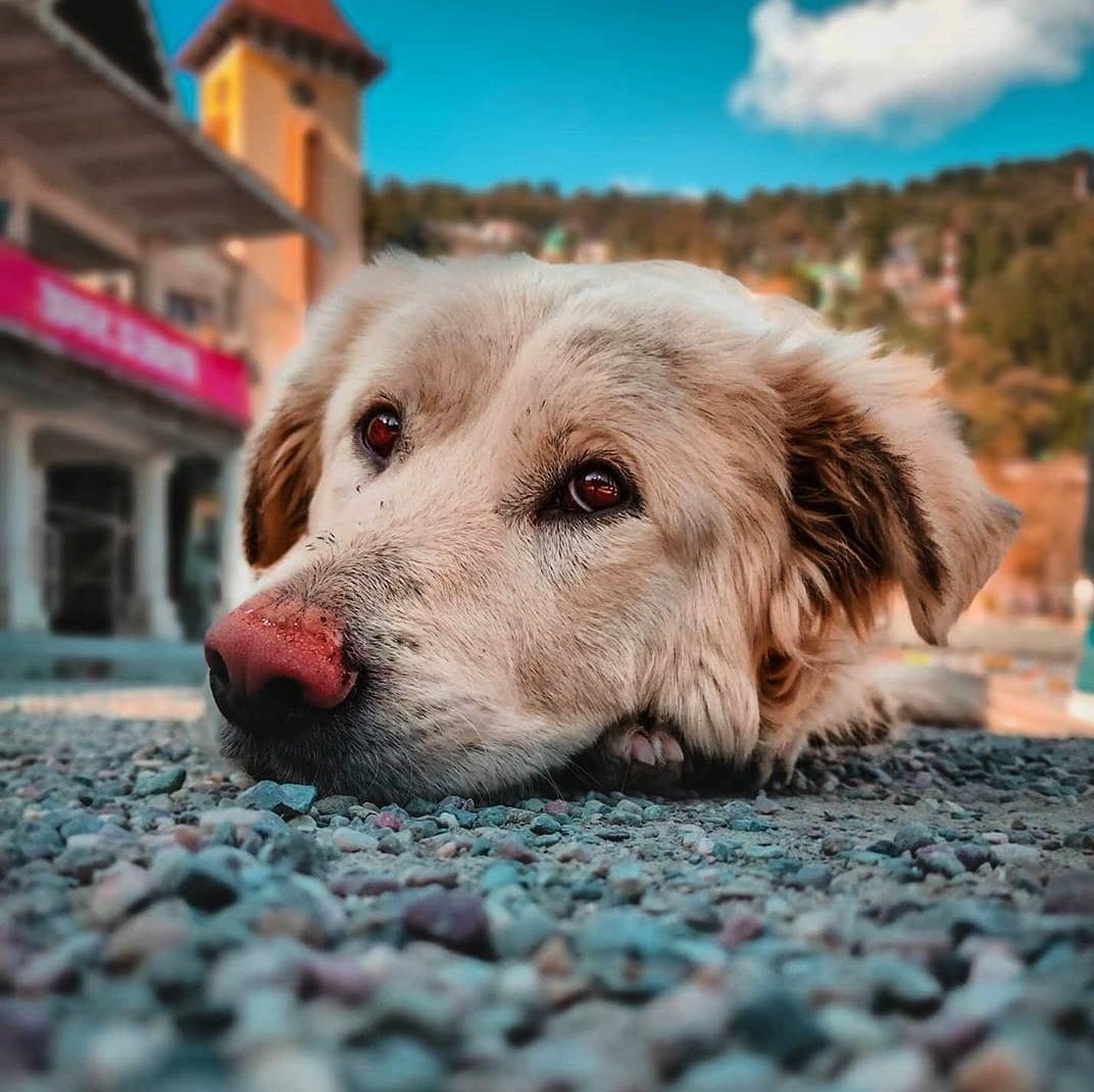 PahaadBulaye's tweet photo. Now matter how you're feeling, a little dog is going to love you 
#wednesdaythought #dogsoftwitter https://t.co/9AchVC3927