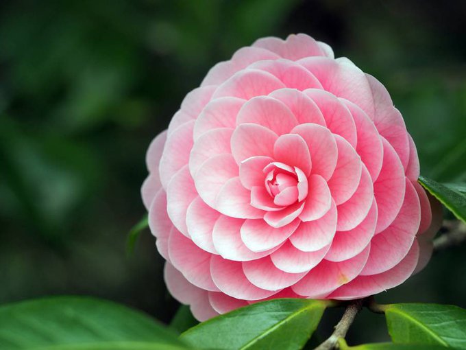 Cant talk, thinkin&rsquo; bout camellias https://t.co/j6jr2DjhG3