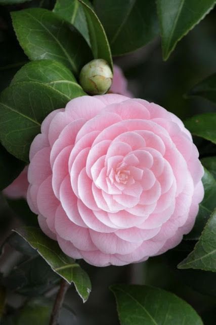 Cant talk, thinkin&rsquo; bout camellias https://t.co/j6jr2DjhG3
