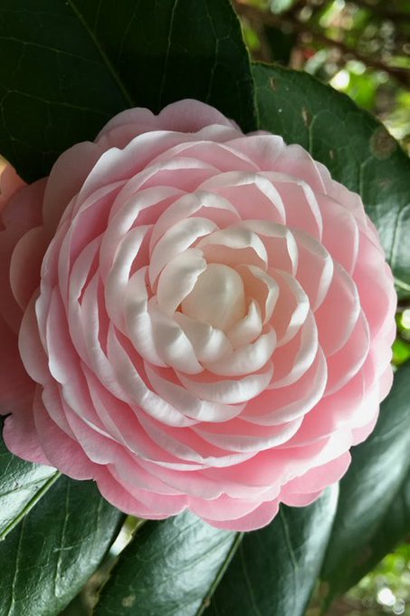 Cant talk, thinkin&rsquo; bout camellias https://t.co/j6jr2DjhG3