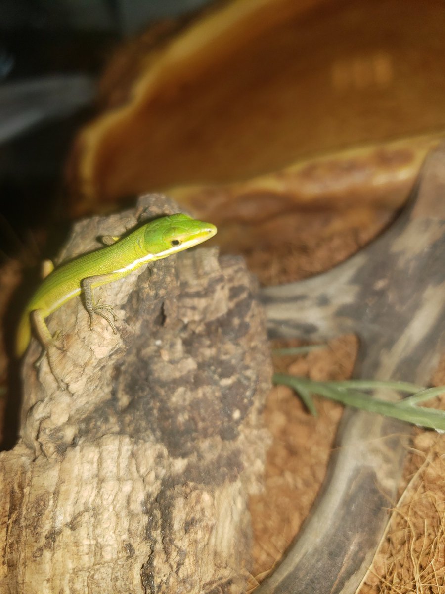 □アオカナヘビ 2ペアいます。 明日から販売開始です🦎 大きいペアと