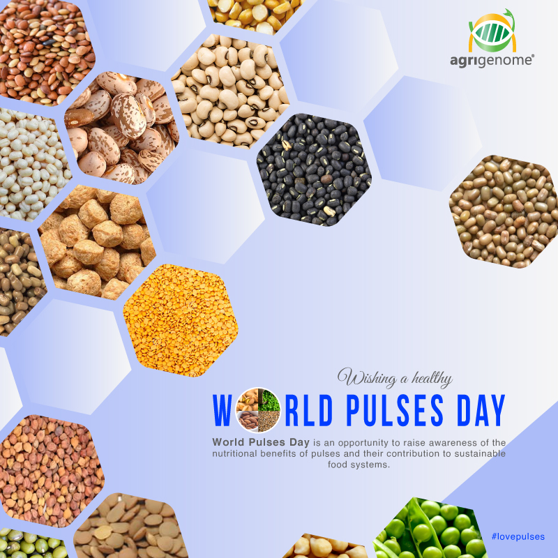 Pulses are tiny in size but mighty in benefits. So on this World Pulses Day let's eat pulses &amp; thank a farmer.

#WorldPulseDay #LovePulses #Pulses #PeasandBeans #lentils #Genomics #India #scientificresearch #biology #nextgeneration #scienceandtechnology #agritech #AgriGenome #NGS