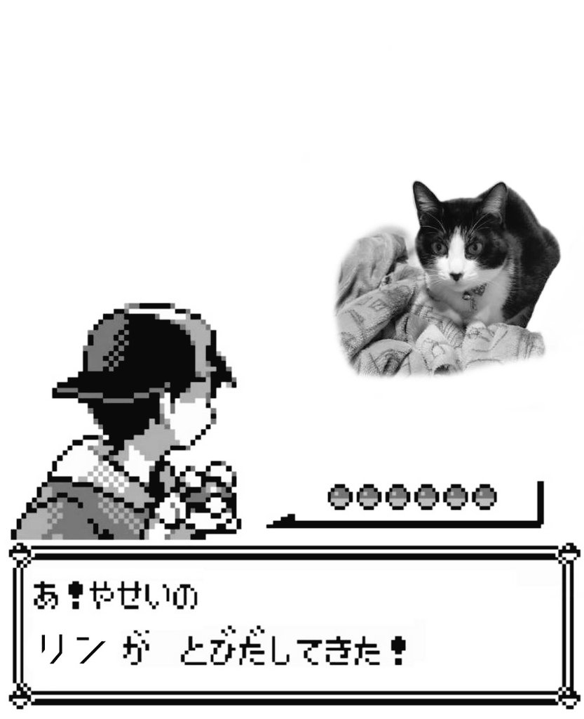 MAI47289266's tweet photo. ╰( ^o^)╮_=͟͟͞͞◒ ポケモンゲットだぜ！

#猫好きさんと繋がりたい  #猫のいる幸せ  #猫のいる生活  #ねこ  #リン  #ポケモン https://t.co/4SEnDGCLYB