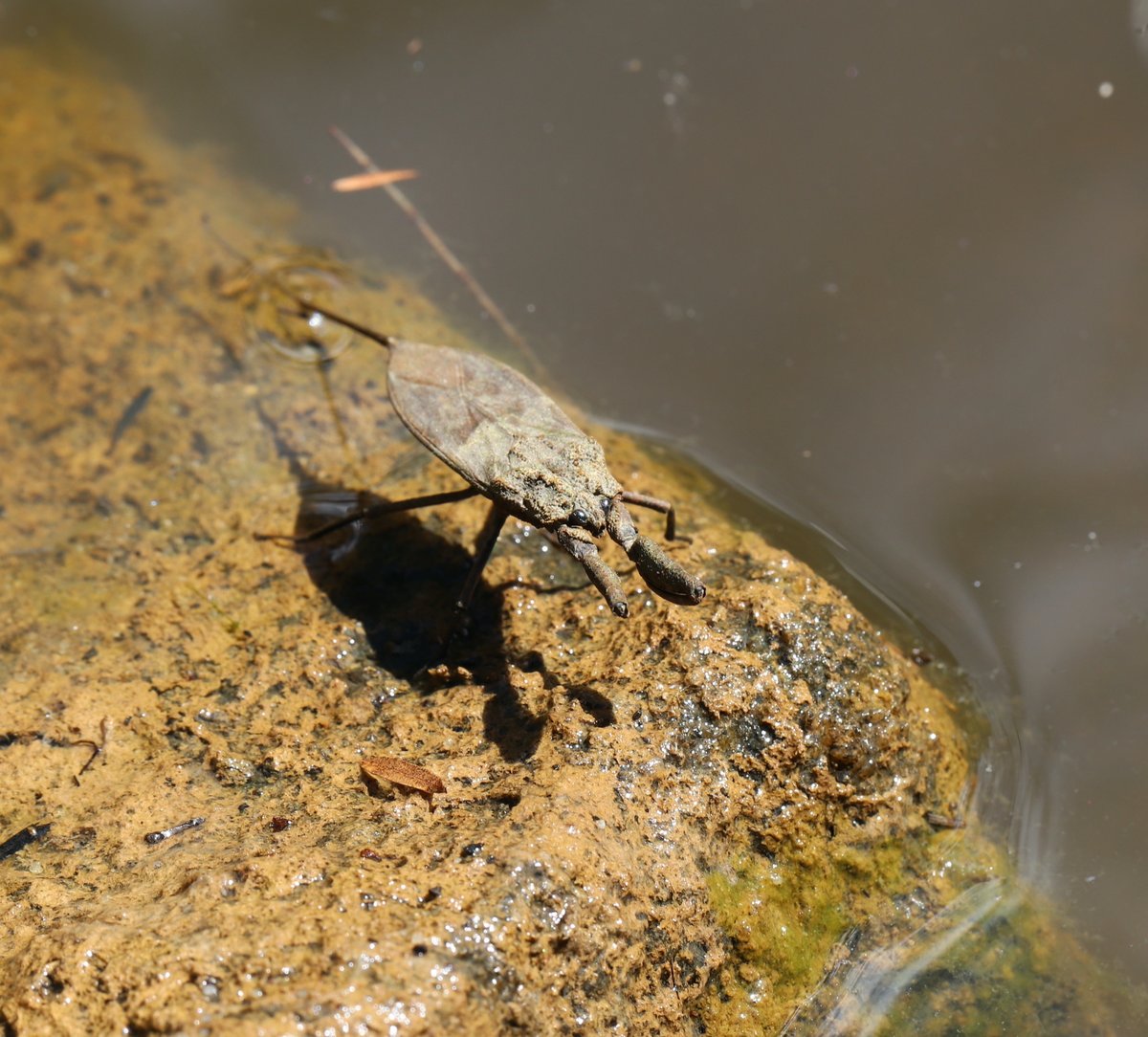 waterbugblitz tweet media