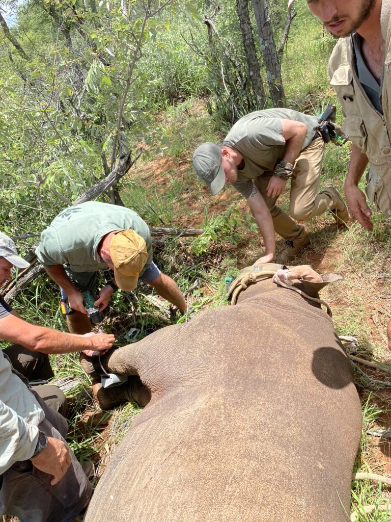 Monitoring the breathing of a black rhino cow after we captured and collared her with a solar powered high tech monitoring device to give the reserve security team advantage over poachers!
I like this photo as my black rhino tattoo just appears out of my sleeve  #savetherhino
