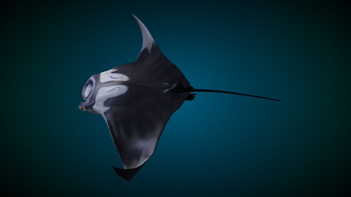 CgSuperb's tweet photo. This is a high-quality manta ray model, including multiple 4K maps in the UDIM format, rigging, and animation. 
https://t.co/9nQ8RvJB4U
#blender #3d #blender3d #animal #MantaBirostris #superbcg https://t.co/BGHFor5Xs8