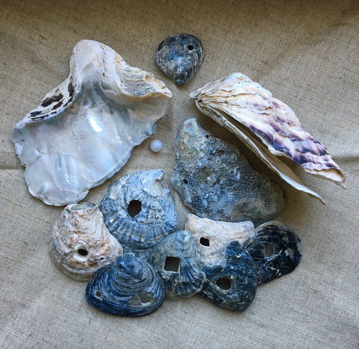 Terrible to read U.K. shellfish industry is collapsing because of Brexit, all those livelihoods gone. Here are some oyster shell finds from the Thames Foreshore, an extremely common food staple for millennia. Roman elites particularly prized the British oyster for its quality.