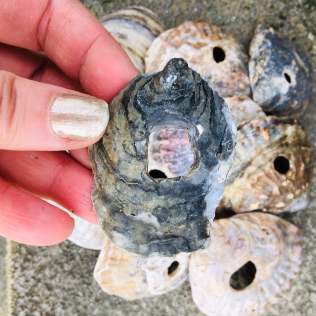 Terrible to read U.K. shellfish industry is collapsing because of Brexit, all those livelihoods gone. Here are some oyster shell finds from the Thames Foreshore, an extremely common food staple for millennia. Roman elites particularly prized the British oyster for its quality.