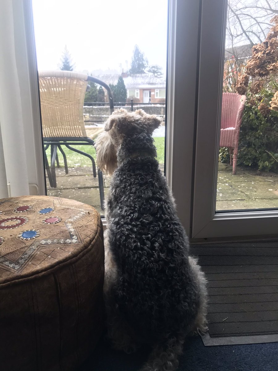 On pawtrol at Grandads! It’s starting to snow again ❄️🥶 have a wooferful Wednesday everypawdy 💖 #snow #onpawtrol #lakelandterrier