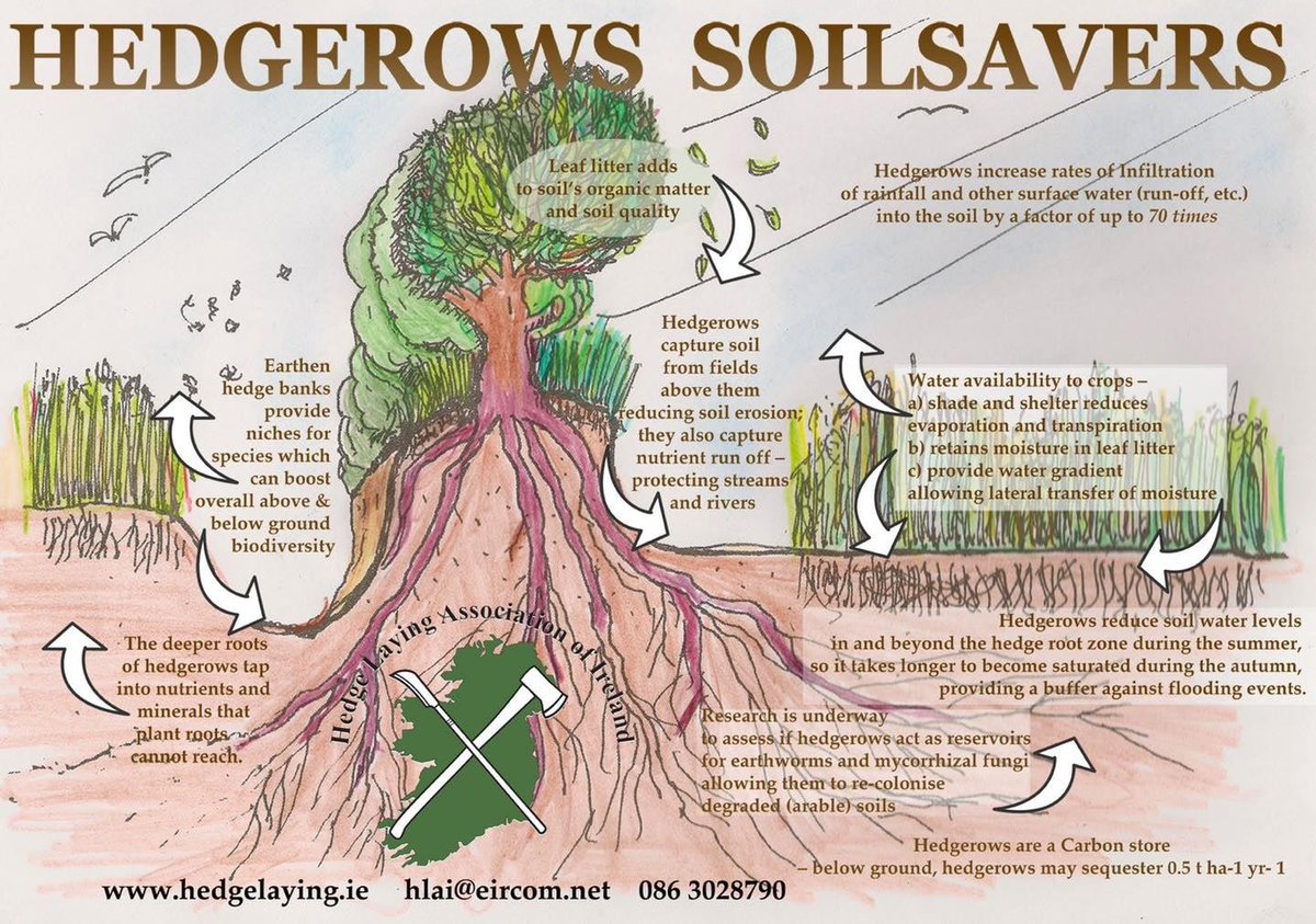 Need to be root. Mobile root. Need or need to разница. Need to be root. Предложения с need to.