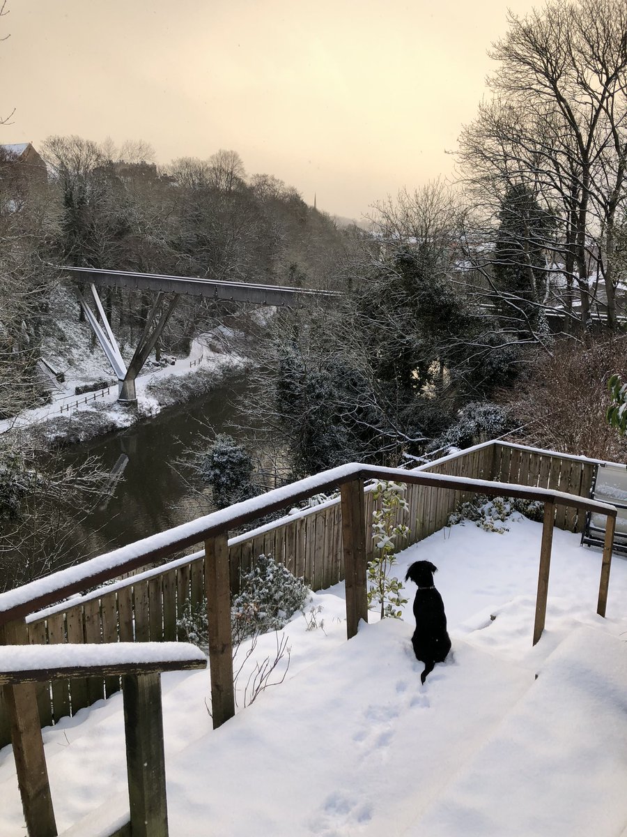 alisoncj's tweet photo. Glorious morning light as Marcie gets to work keeping an eye on Kingsgate Bridge. #stayingalert #LockdownLife #Durham https://t.co/6Hz0sVnKFh