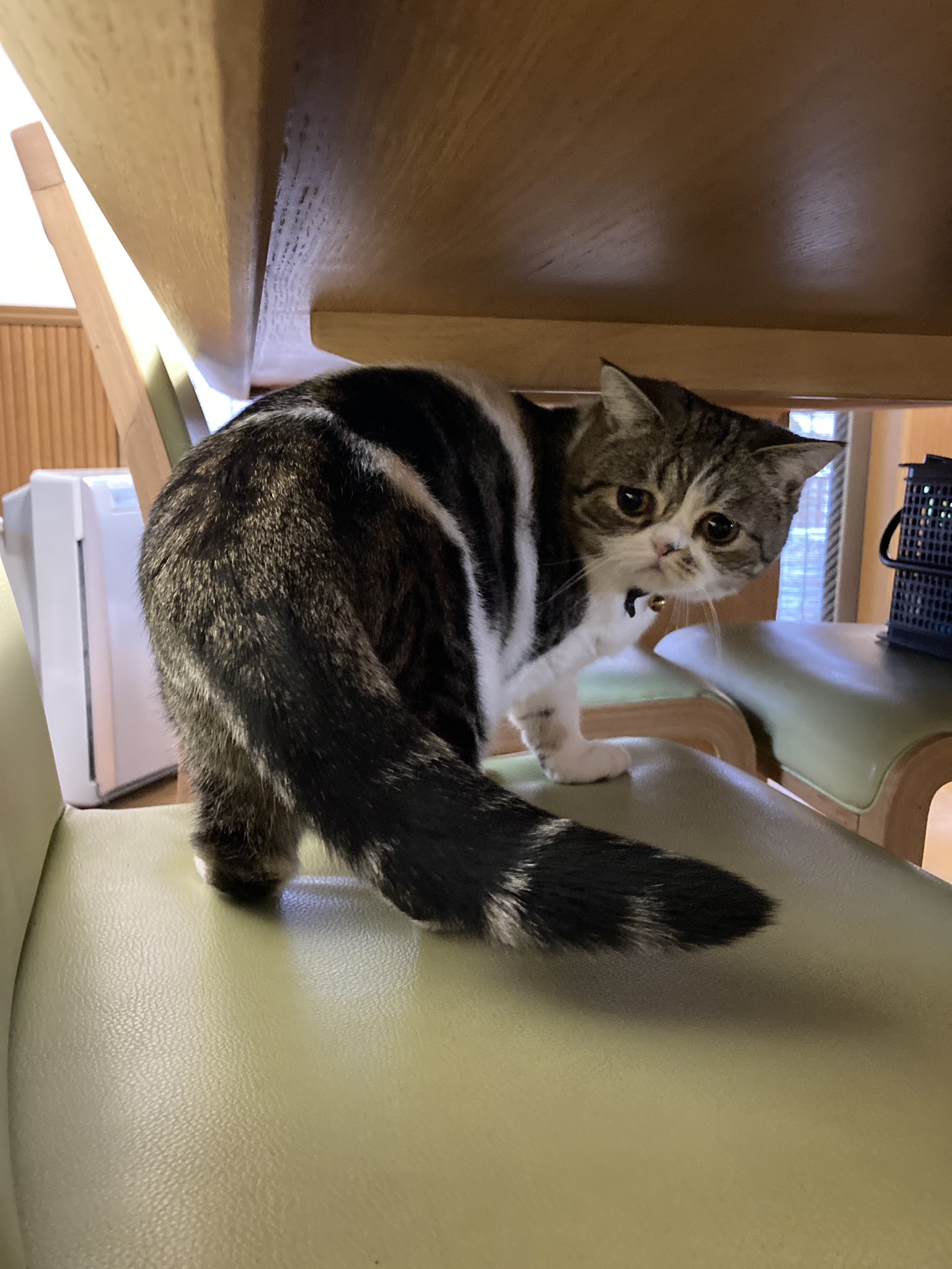 困り顔のこねまる 見返りこねさん しっぽ太いなぁ 猫 エキゾチックショートヘア T Co Fywtbhkaig Twitter
