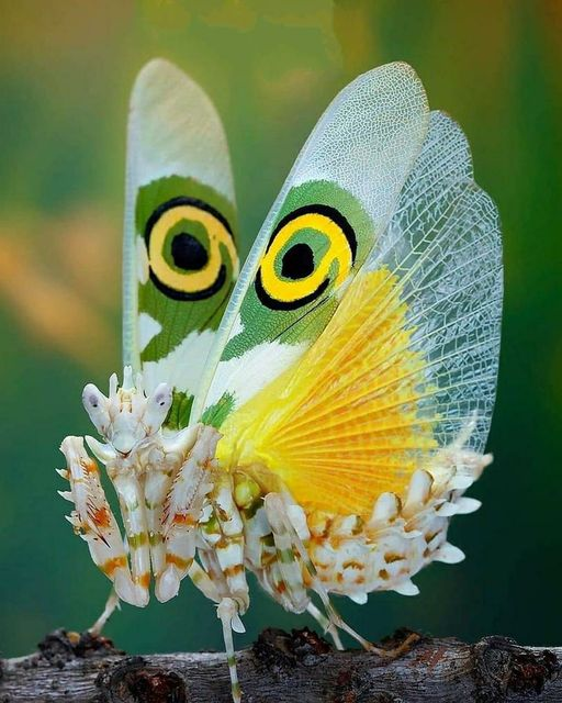 mpezpeleta's tweet photo. “ El amor a las criaturas vivientes es el más noble atributo del hombre”(ser humano)
Charles Darwin
#amor #LeoEscuchate https://t.co/6Fn0LHAf6r #servivo https://t.co/sSFd9qF2UT