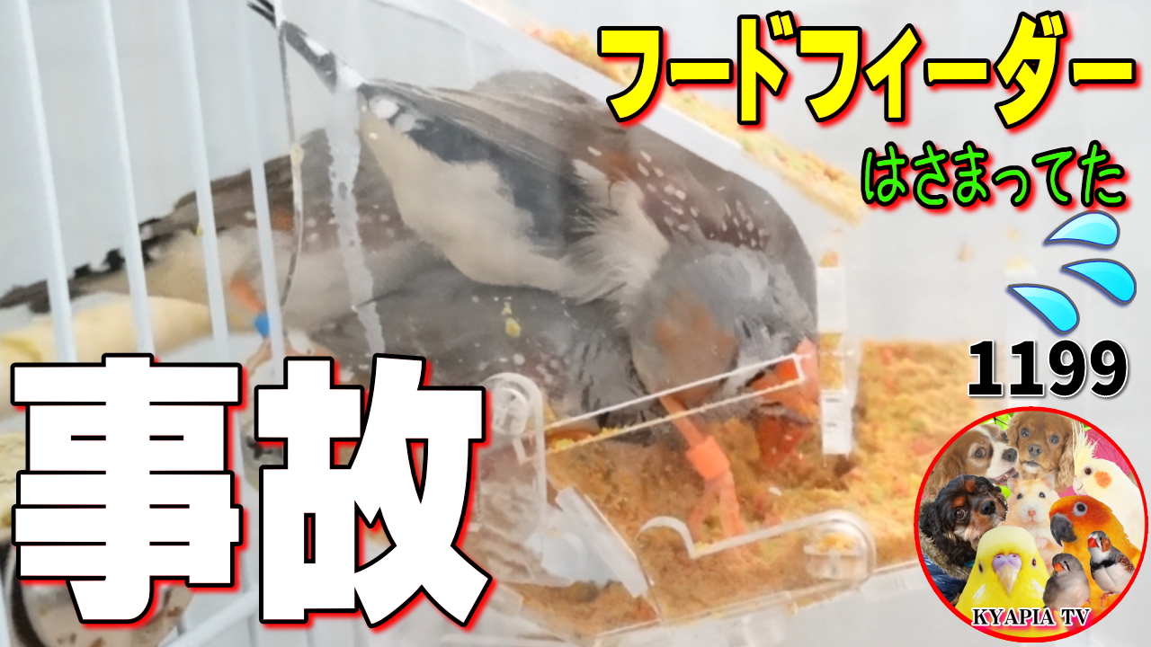 Kyapia Tv 犬鳥ハムスターの母ちゃん 便利な物ですが こんな事故もあります シードでもペレットでも 常に一杯に餌を詰めておいたほうがよさそうです 注意喚起 危険 小鳥 インコ用フードフィーダーの事故 安全な使い方 T