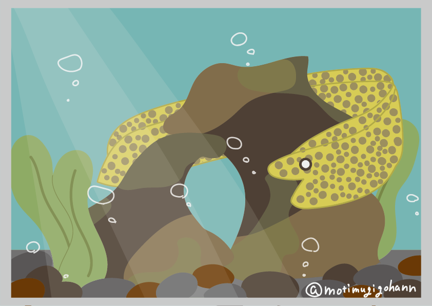 ট ইট র もち麦ごはん ウツボちゃんが岩に隠れてないのも 動き回ってるのも初めて見ました 意外と速かった