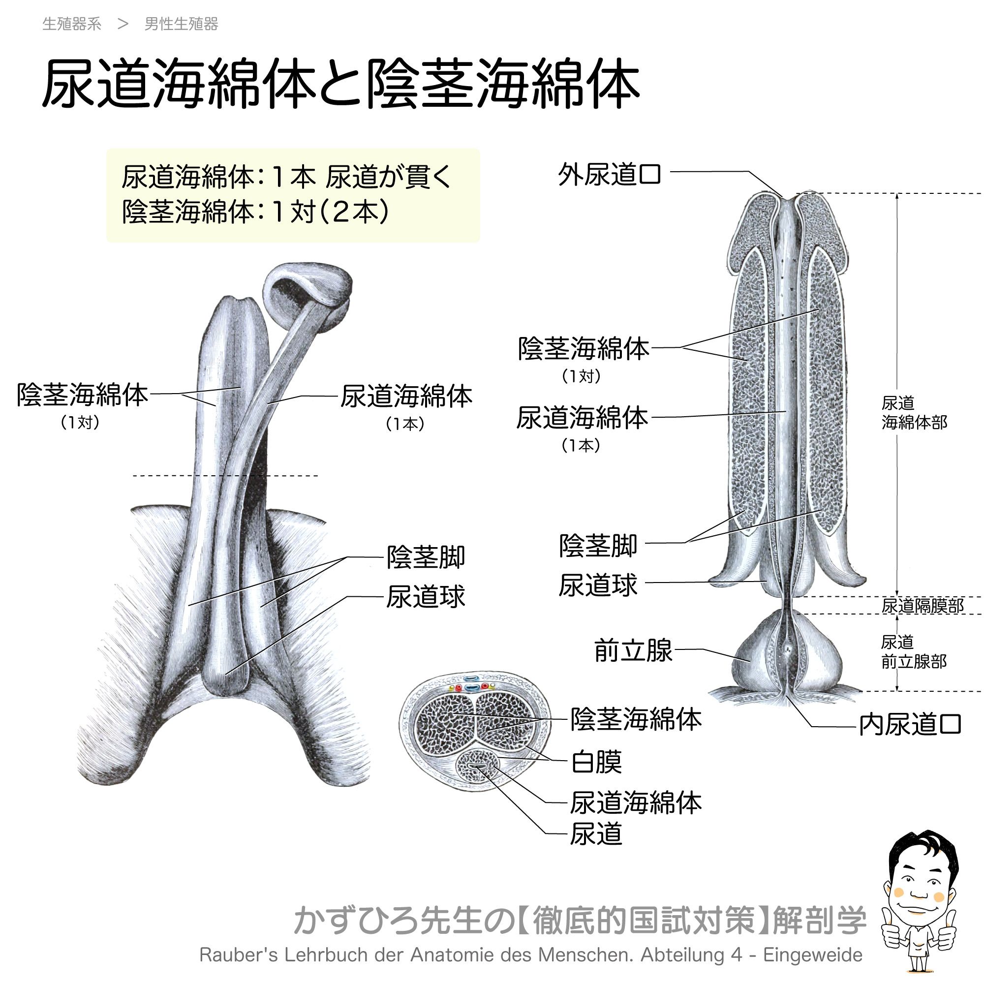 陰茎海綿体 Twitter Search Twitter