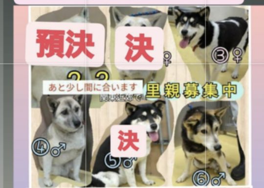 オッドアイ犬 Twitter Search Twitter