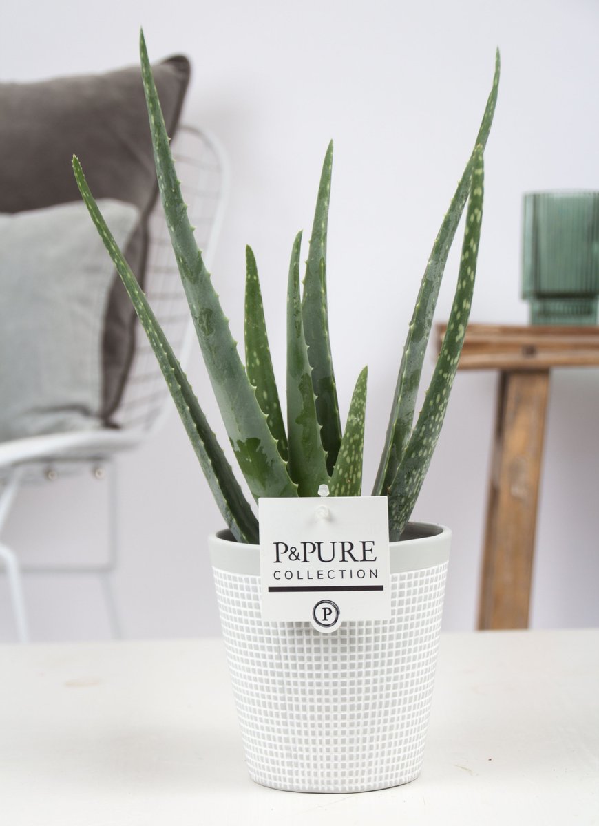 Iets #nieuws nodig ??? #Vergeet dan niet de #AloeVera in onze #pot Clay grey. Deze #stijlvaste combinatie is uiteraard weer verkrijgbaar via onze partner @Cactuskwekerij. Straks nog meer ..