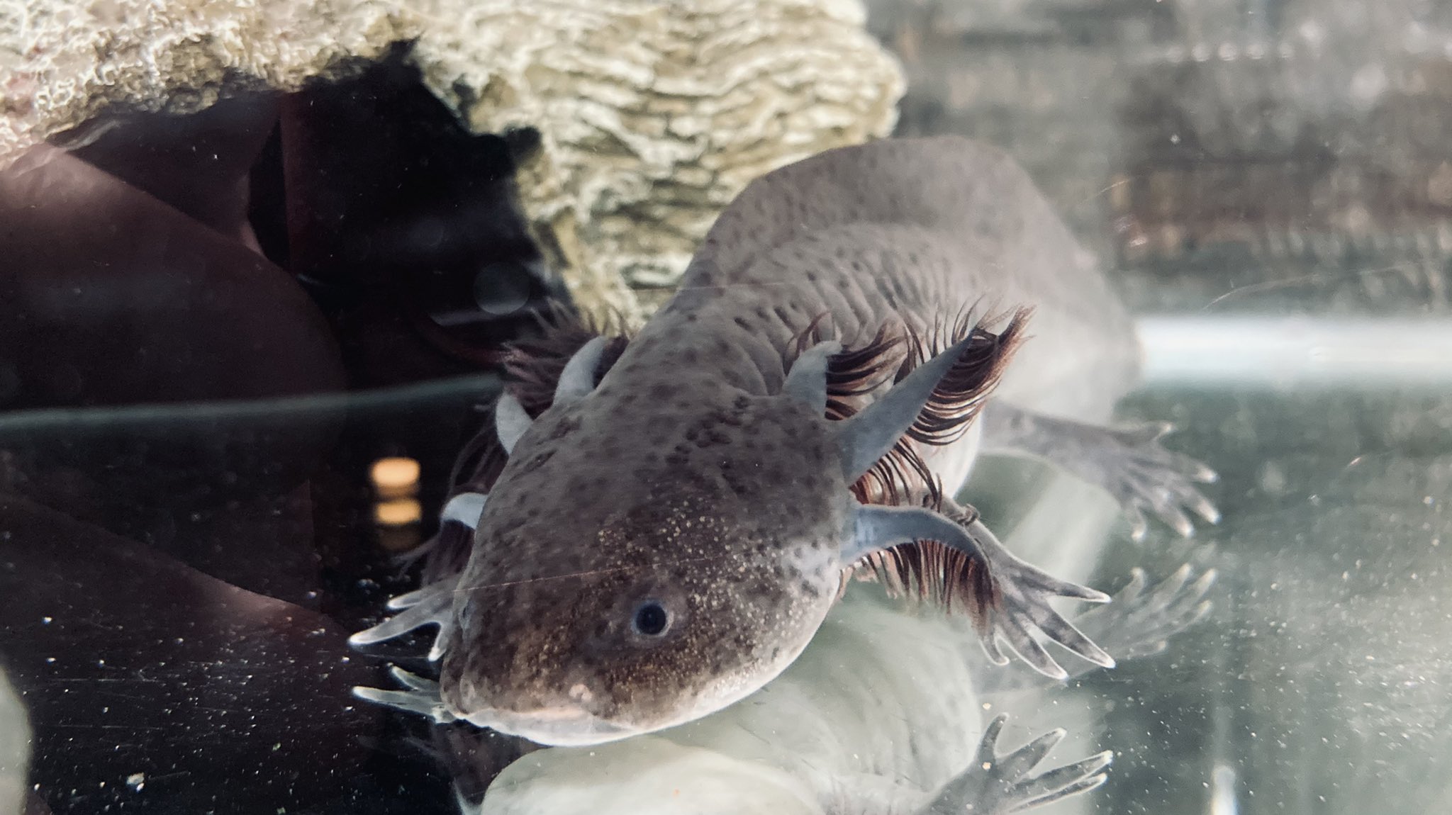 Yochan 淡水 海水魚飼育 Yochan Fish Twitter