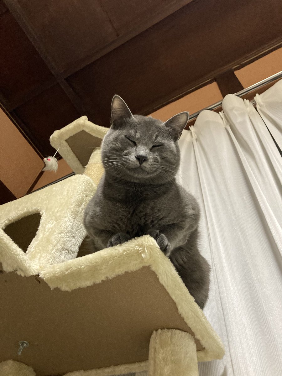 かりんさま かりんさま