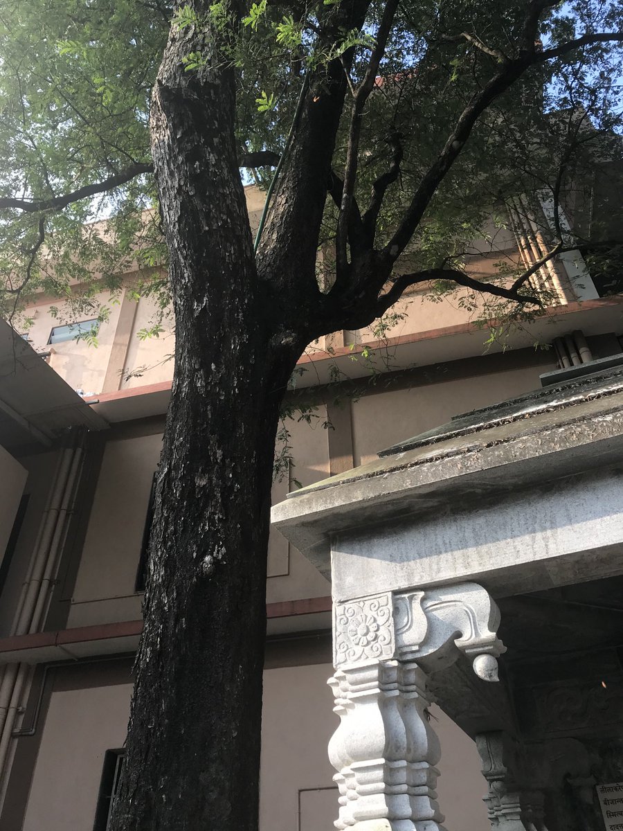 Repaying dept Vasudeva found his father was very worried .he was speaking to his debtor. vasudava brought tamirind seeds and gave to him .it turn to gold coins in debtor's hand. Debtor recognized greatness of child and bowed to him.