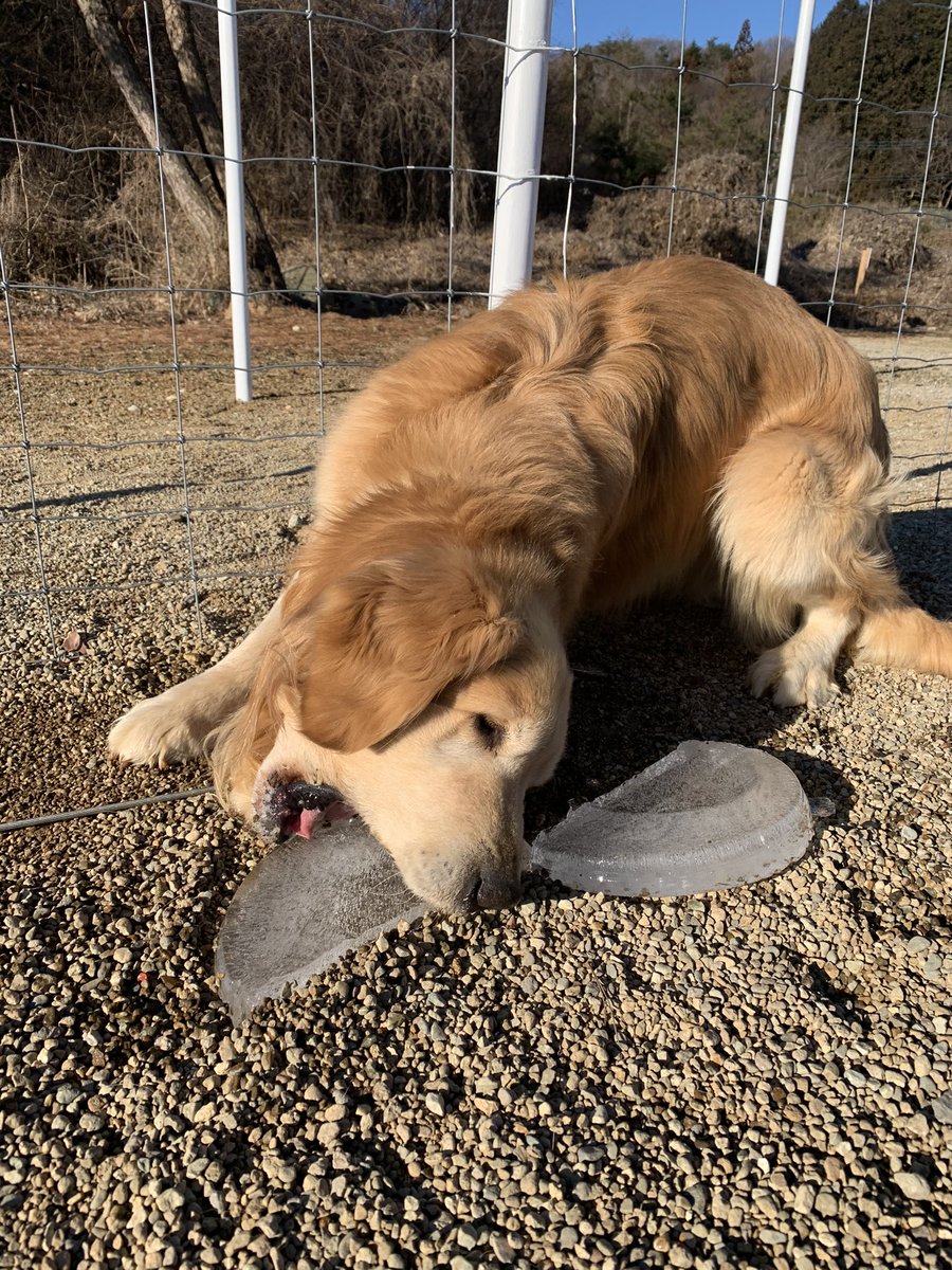 老犬ホーム トップ 氷 うまっ じょんは栃木犬舎で唯一氷を食べます 老犬ホームトップ 老犬ホーム 老犬でも可愛い 老犬だから可愛い ゴールデンレトリバー