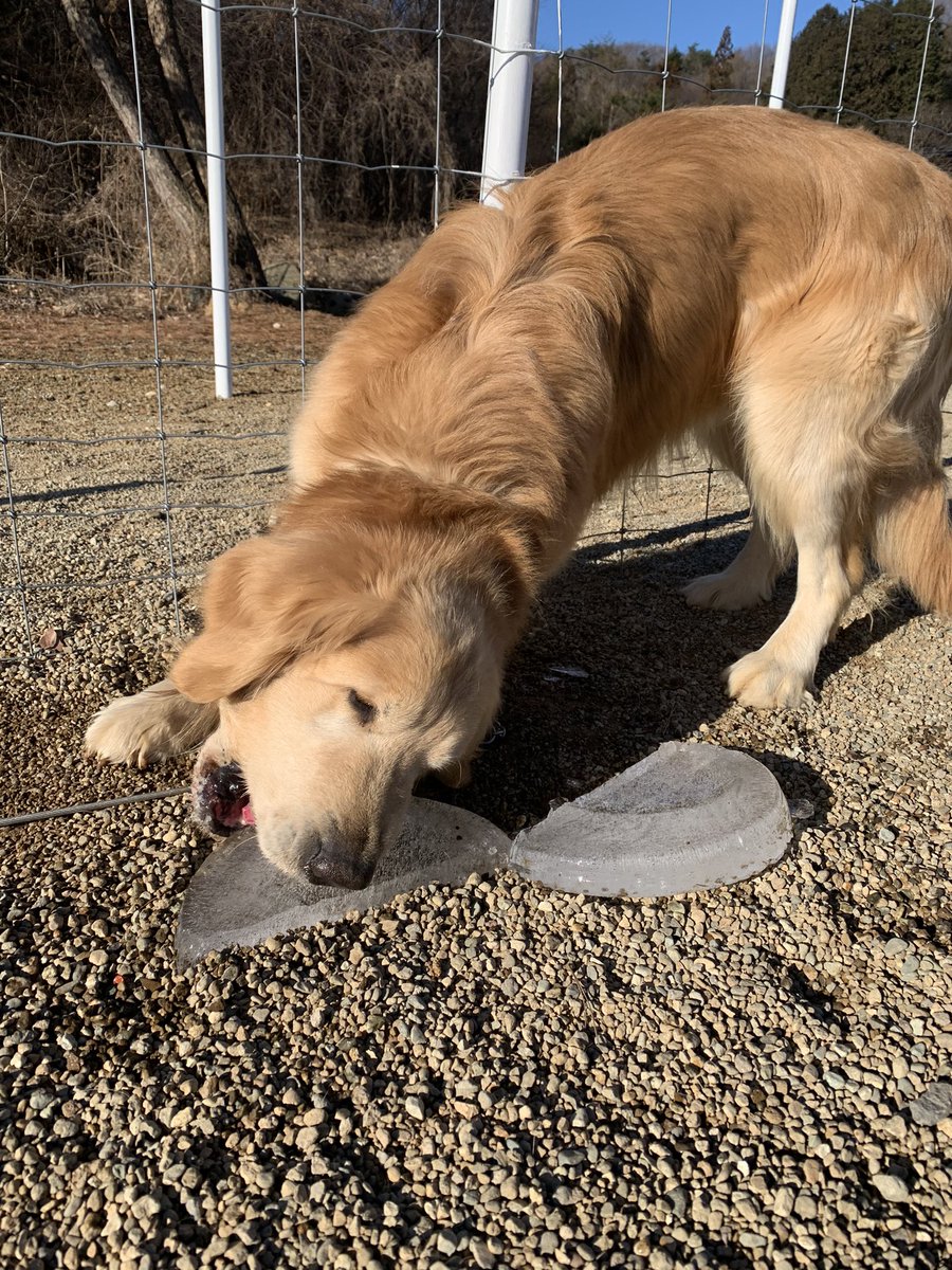 老犬ホーム トップ 氷 うまっ じょんは栃木犬舎で唯一氷を食べます 老犬ホームトップ 老犬ホーム 老犬でも可愛い 老犬だから可愛い ゴールデンレトリバー