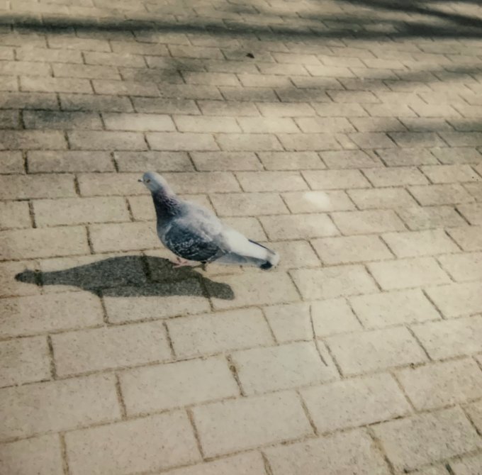 焼き付いたみたいな鳩。 