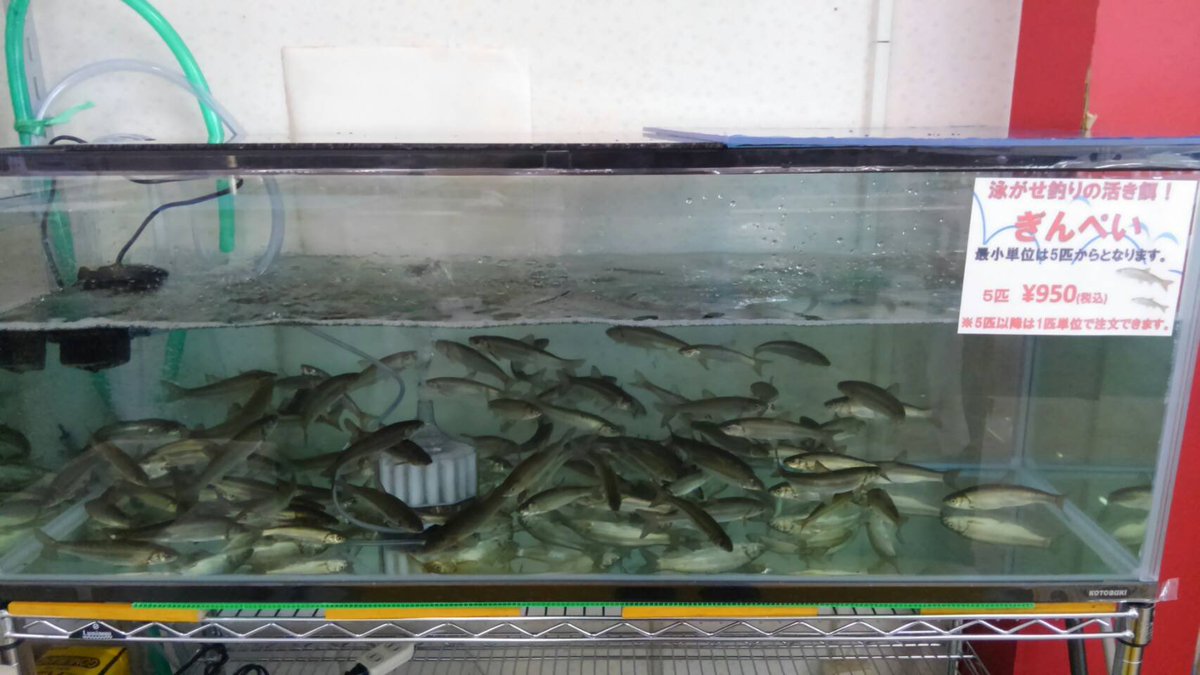 釣侍大洗店 Turizamuraiooar Twitter 釣侍大洗店 Turizamuraiooar Twitter