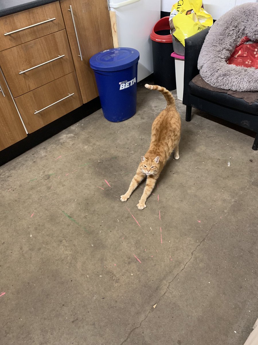 Is it Wednesday morning already.... sherry is doing his stretches #wednesdaythought #WednesdayMotivation #wedomorewednesdays #gingercat #goodmorning #Stretching #yoga