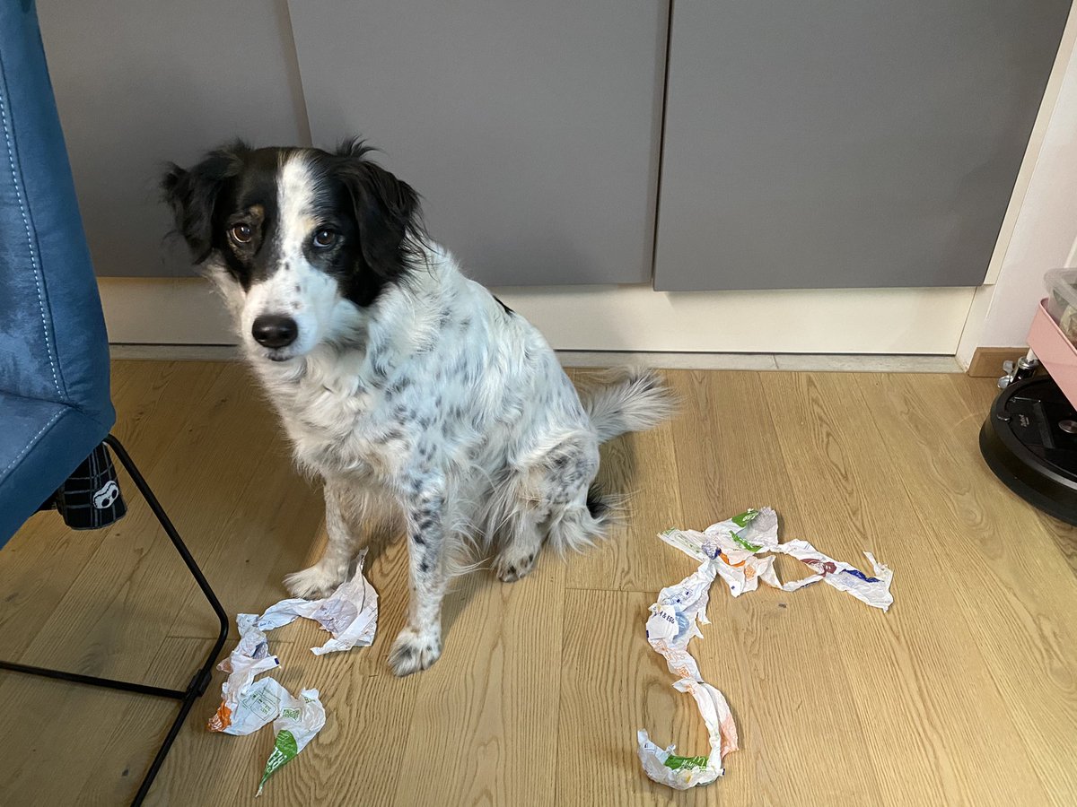 cleaning the house is totally overrated 🤷‍♀️🙄 #dogsoftwitter #AdoptDontShop #crazydogs #naughtydogs #loveourdogs <a href="/stephanwaba/">@stephan@hibiscus.pink Follow me in the Fediverse!</a>