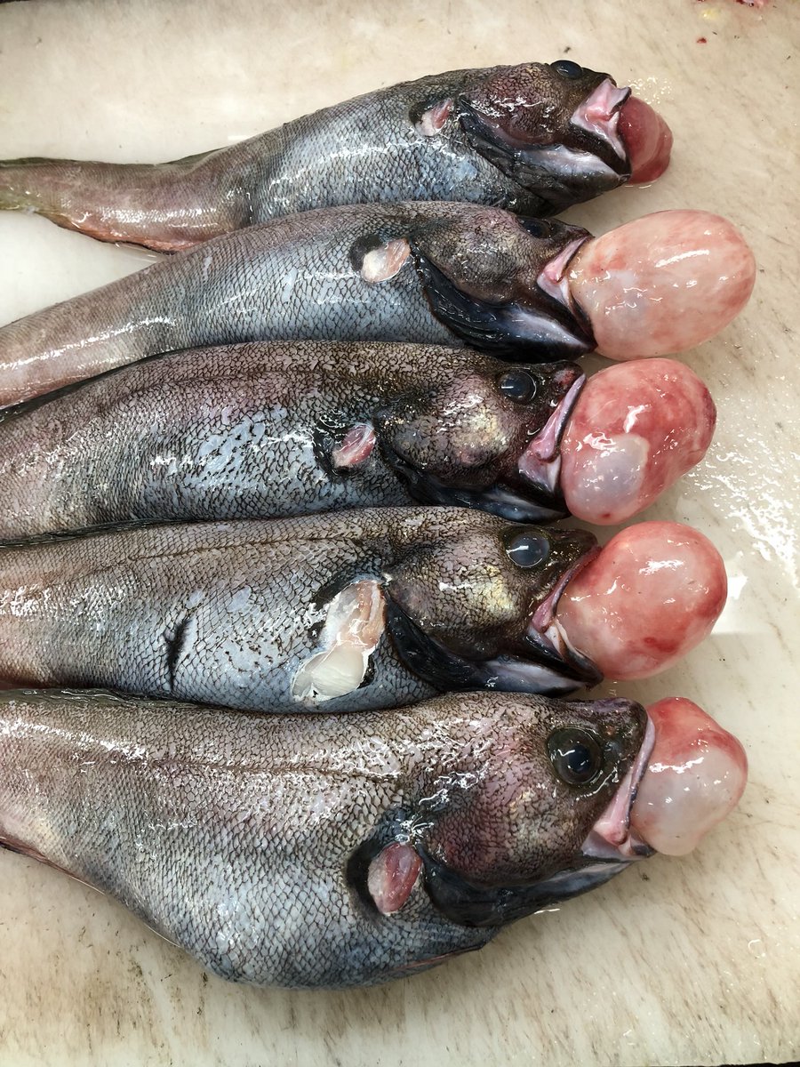 Hashtag エゾイソアイナメ Sur Twitter