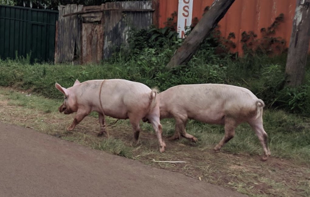 ZoonoticDisease's tweet photo. Our latest paper out now @FrontVetScience, led by @KaraniMaurice

The Nairobi #Pork #ValueChain: Mapping and Assessment of Governance, Challenges, and #foodsafety Issues

https://t.co/4iQ3UGAoS0

@ILRI @LivUni_IVES @RoyalVetCollege @LCIRAH_UK @uonbi @A4NH_CGIAR https://t.co/g5XBSfKw4W