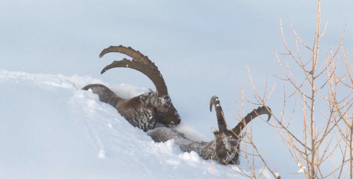 StambeccoOro's tweet photo. L'eccezionale inverno del 2009 è al centro di “Voyage au bout de l'Hiver”, film di Anne ed Erik Lapied che conclude la Trilogia dei #GPAmbassador.
📽️
Il documentario sarà online gratis dalle ore 18 del 27/02 alle ore 24 del 28/02: continuate a seguirci!
📽️  
#gpff | #gpffathome https://t.co/64fOreWLaw