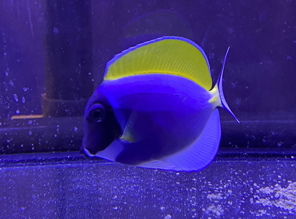 アミーゴ神戸灘店 現在セール中の海水魚から おすすめ生体をご紹介します パウダーブルータン 7980 淡い パウダーブルーの体と 白と黄色のヒレが とっても綺麗なハギです 人口餌もよく食べています パウダーブルータン パウダーブルーサージョン アミーゴ神戸灘店 現在セール中の海水魚から おすすめ生体をご紹介します パウダーブルータン 7980 淡い パウダーブルーの体と 白と黄色のヒレが とっても綺麗なハギです 人口餌もよく食べています パウダーブルータン パウダーブルーサージョン