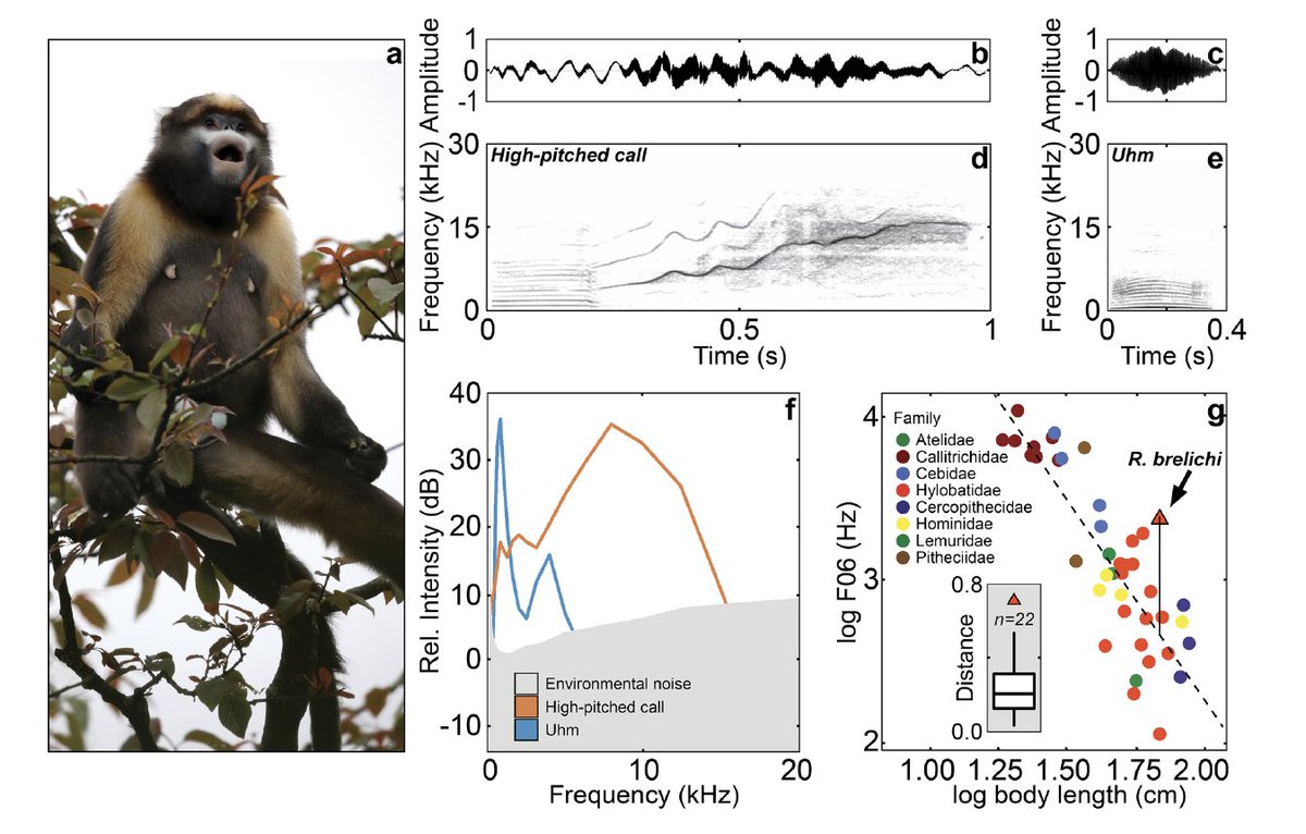 Hey! Our new paper is online in the Journal of Comparative Physiology A. I hope it will inaugurate a series of papers presenting our research on the Asian colobines. rdcu.be/ce4TQ