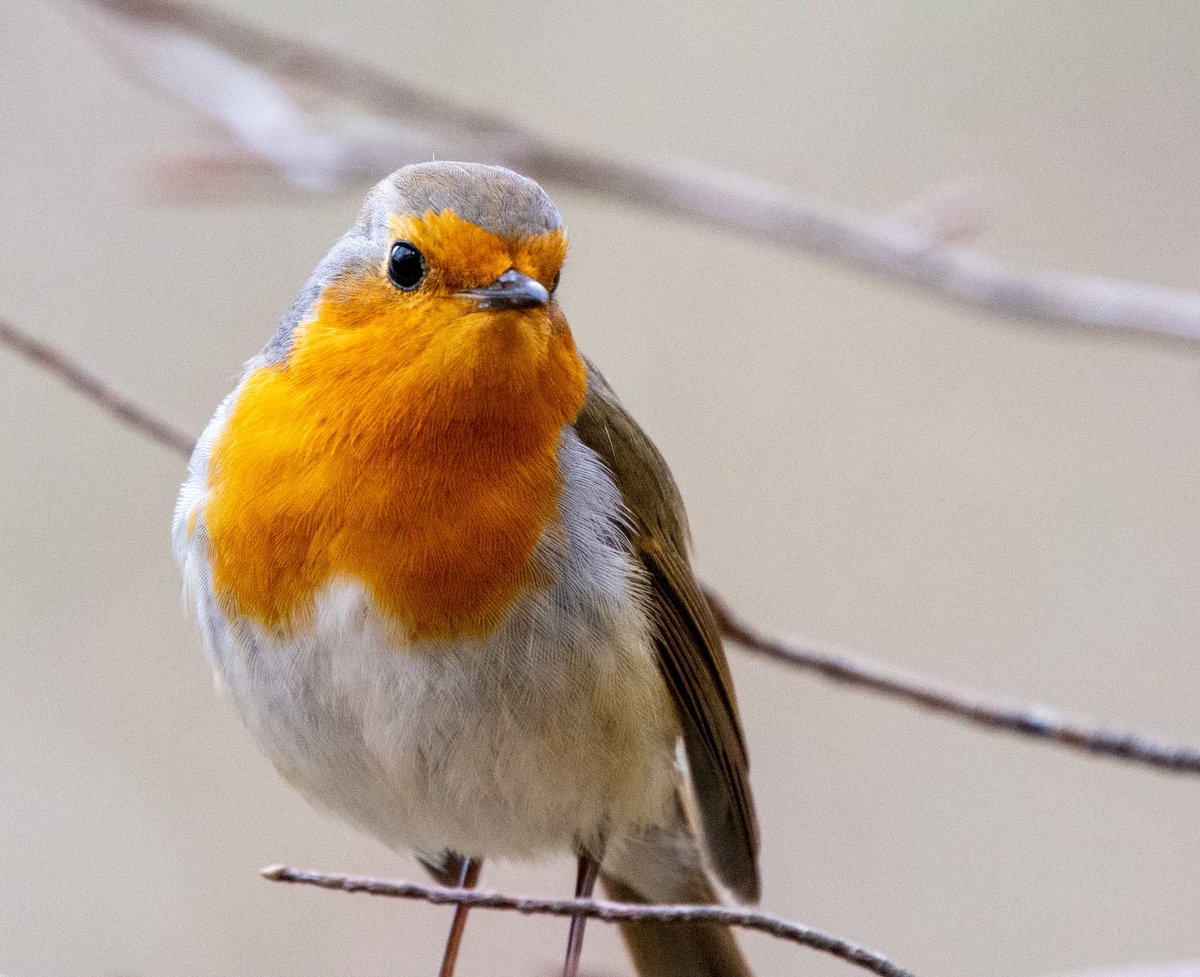 turguterennn's tweet photo. Kızılgerdanların içinde farklı bir ruh var, gelip yanına zorla fotoğrafını çektiriyor!
#Robin #birdwatching #birdphotography #birdsofistanbul https://t.co/Uj7LNFoL37