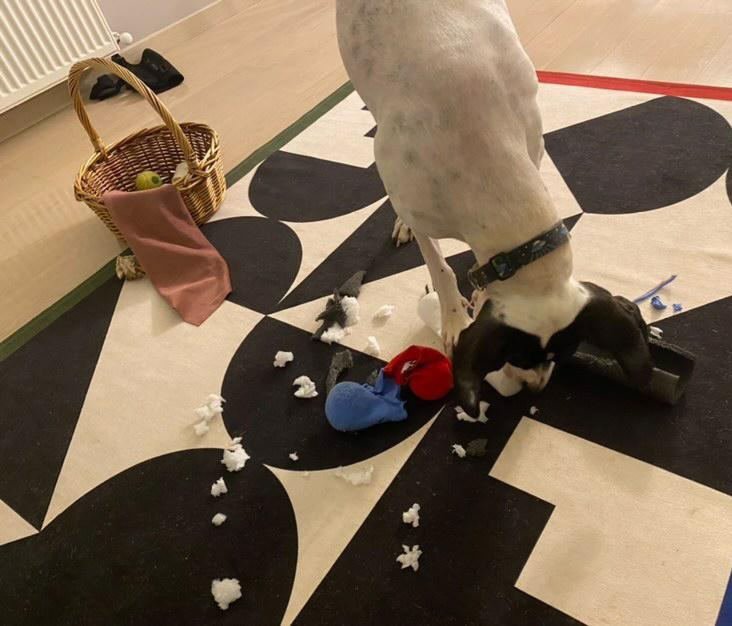 havhavcomtr's tweet photo. Bazen oyuncak sadece bikaç gün dayansın istersin, ama...
🔸️🔸️🔸️
🐶 Uzay 📸 https://t.co/pvfFoQv4Nq
#havhav #havhavcomtr #havhavailesi #köpeksevgisi #köpekaşkı #pointerdog #pointerproblems https://t.co/hsBaenbUMS