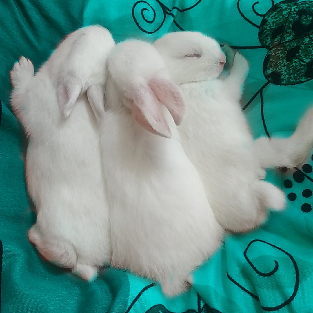 Bunny Trainer on Twitter: "https://t.co/VQTNU6L3bg" / Twitter