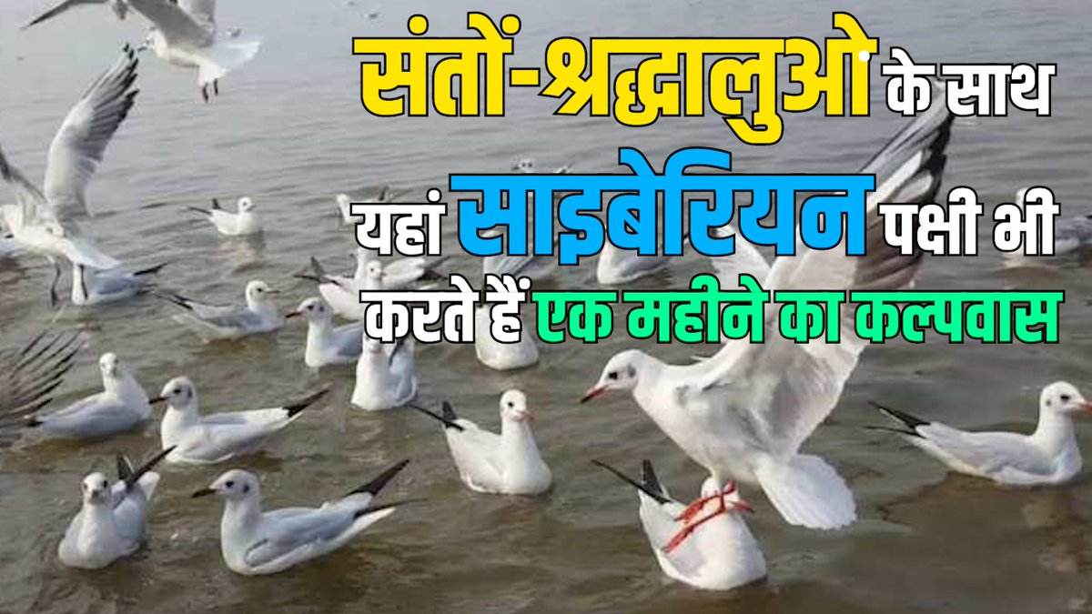 LordofRecords's tweet photo. संतों-श्रद्धालुओं के साथ यहां साइबेरियन पक्षी भी करते हैं एक महीने का कल्पवास
https://t.co/N7sisxofVR
#LordofRecords 
#Siberianbirds https://t.co/rhl5ybHP01