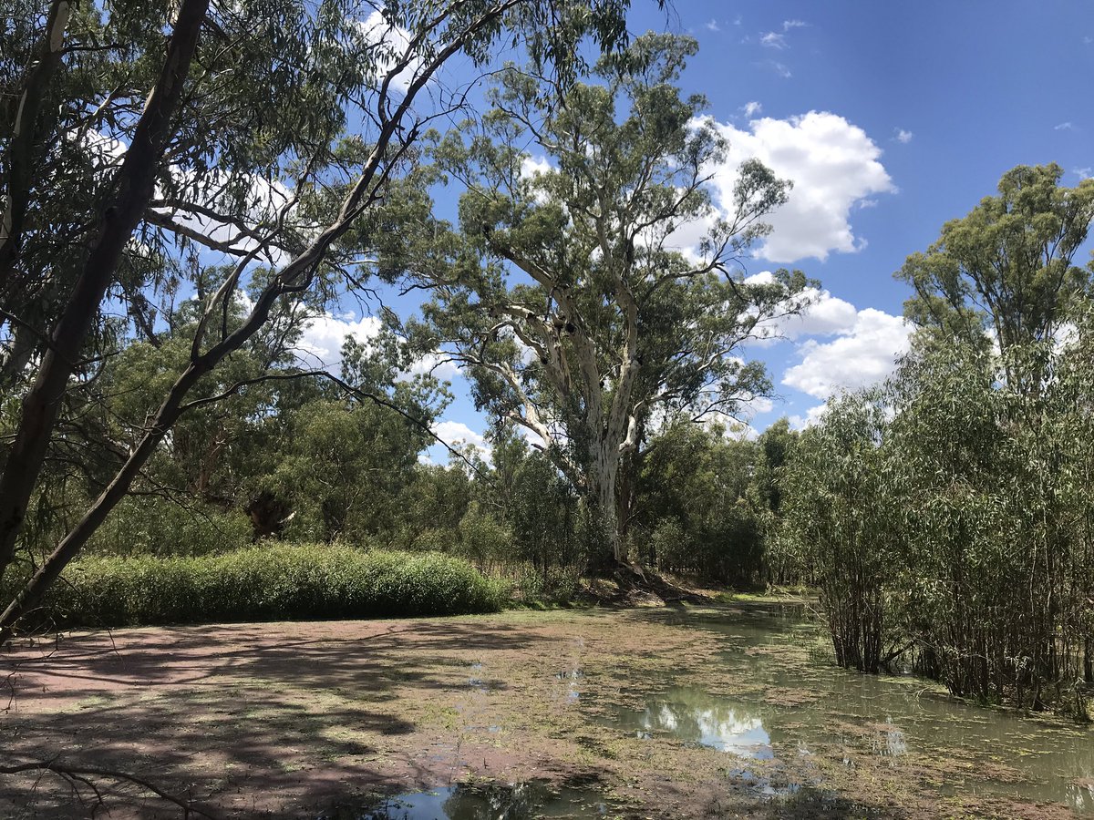 pedionomus's tweet photo. Kicking around some wetlands on the Low-Bidgee floodplain assisting @HPWecology with monitoring #southernbellfrog and birds. Great to see Freckled and Blue-billed Ducks also about. #threatenedspecies #envirowater #savingourspecies https://t.co/ARuDqE1W63