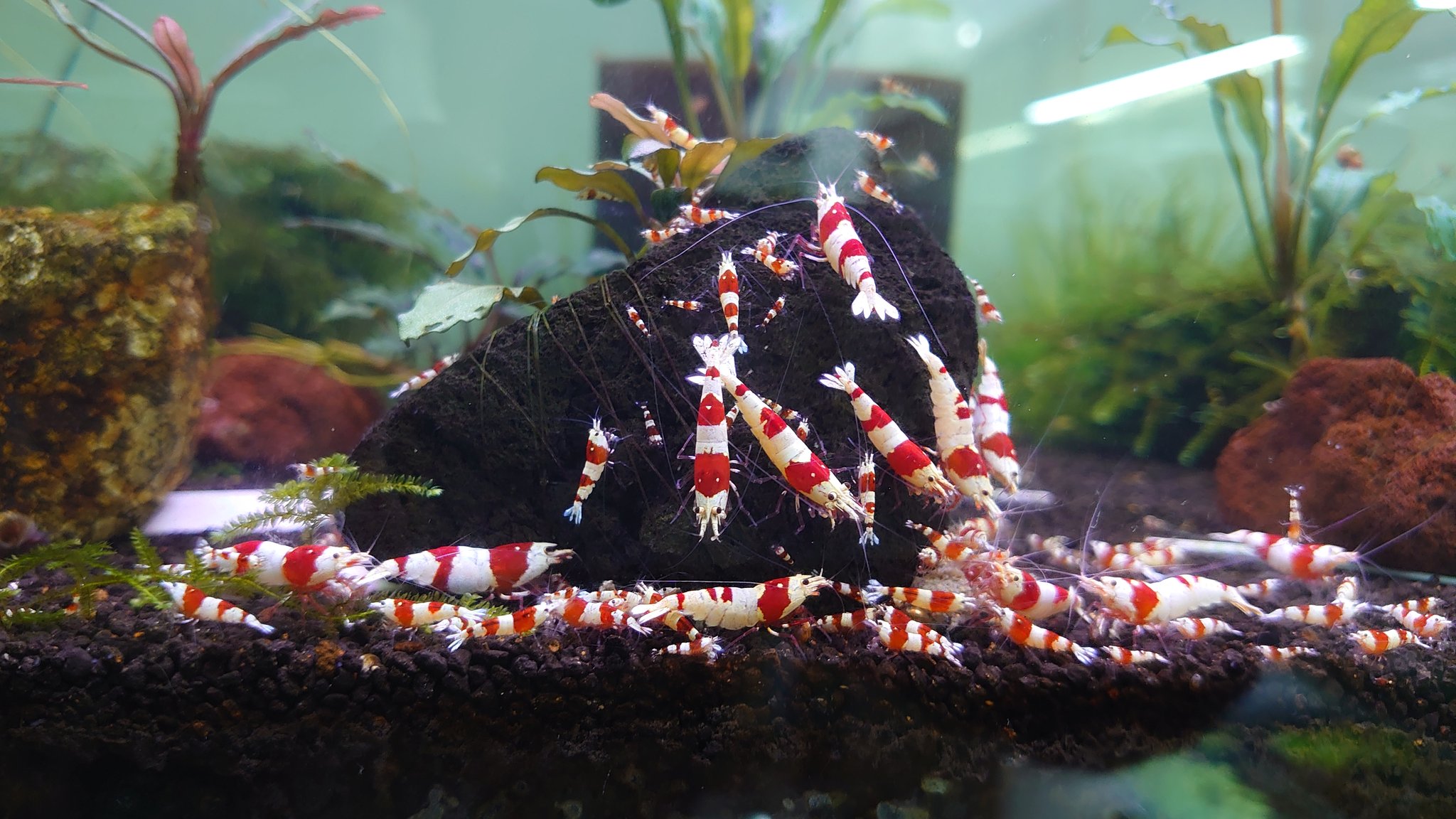 えび庵 溶岩石とエビ レッドビーシュリンプ アクアリウム 今夜もパワー不足水槽のお引越し準備してますw T Co U1pykxdx5d Twitter
