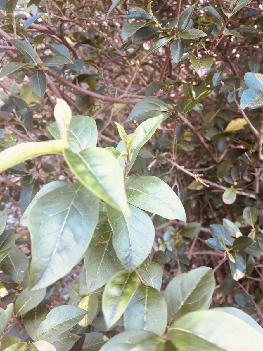 dcpten_involved's tweet image. ⁦@WcbScience⁩ for Arty K Y8