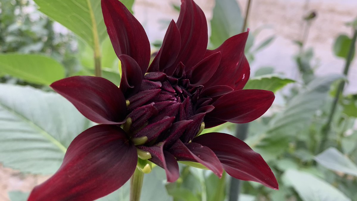 あつ お花の妖精 かわいい花もあれば 綺麗な花もあるし 数は減るけれどかっこいい花もある 男性に花束をっていうなら こんな花を入れたいよね 黒蝶 あつ お花の妖精 かわいい花もあれば 綺麗な花もあるし 数は減るけれどかっこいい花もある 男性に花束をっていうなら こんな花を入れたいよね 黒蝶