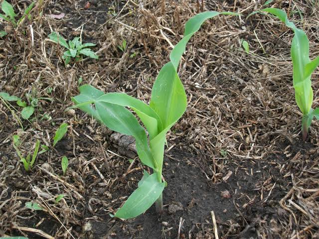 Рассада кукурузы. Сеем кукурузу в открытый грунт семенами весной. Сеем кукурузу в открытый грунт семенами весной. Бортики для грядок. Росток кукурузы всходы.