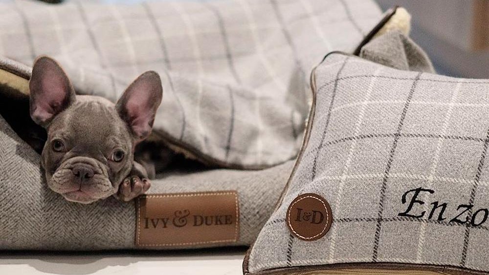 Ivy & Duke (@ivyandduke) on Twitter photo We have a new Twitter account! Please follow us
<a href="/IvyDuke_UK/">Ivy & Duke</a> so you can view today's latest offer!
#pamperedpooches #ilovemydog #luxuriousdogbeds #dogbed #homedecor #stylishdog #stylishdogbed #luxedog #dogsuk #luxurydogbeds #madeinbritain #dogbedding #dogbedswithstyle We have a new Twitter account! Please follow us
<a href="/IvyDuke_UK/">Ivy & Duke</a> so you can view today's latest offer!
#pamperedpooches #ilovemydog #luxuriousdogbeds #dogbed #homedecor #stylishdog #stylishdogbed #luxedog #dogsuk #luxurydogbeds #madeinbritain #dogbedding #dogbedswithstyle