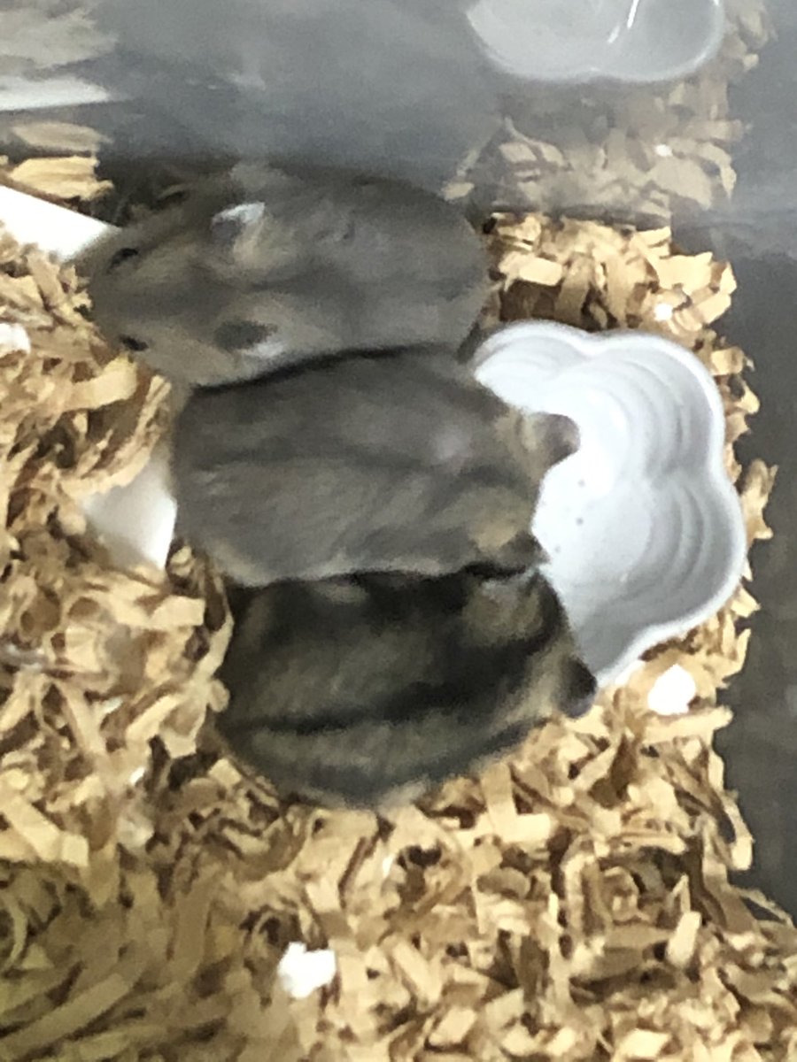 【22日目】
あっという間に22日目！！！
みんな大きくなりました。

ノーマル♂     つぐみ。
サファイヤ♂ ういろう。
サファイヤ♀ もなか。